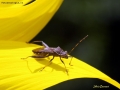 Prossima Foto: Camptopus lateralis