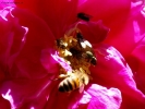 Prossima Foto: Il raduno delle api