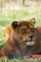 Foto Precedente: Safari park Pombia 03