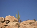 Prossima Foto: cactus solitario