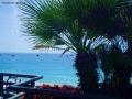 Prossima Foto: Palma sul mare