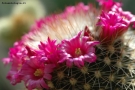 Foto Precedente: cactus