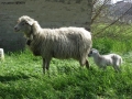 Prossima Foto: pecora e agnello
