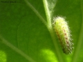 Foto Precedente: Larva di Cacyreus Marshalli (Licenide dei gerani)