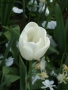 Prossima Foto: tulipano bianco