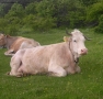 Foto Precedente: Mucca con corna asimmetriche