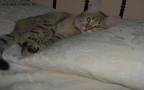 Foto Precedente: gatto sul letto