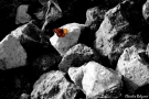 Foto Precedente: Farfalla tra le rocce