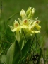 Foto Precedente: orchidea