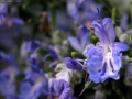 Prossima Foto: fiori blu