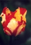 Foto Precedente: tulipano giallorosso