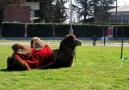 Prossima Foto: Come un cammello su una rotonda...