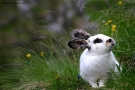 Prossima Foto: coniglio in LIBERTA'!