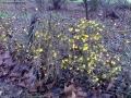 Prossima Foto: Piccoli fiori gialli