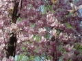 ..magnolia in fiore...
