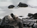 Sheeps on the rocks