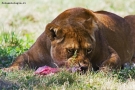 Prossima Foto: Safari park Pombia 04