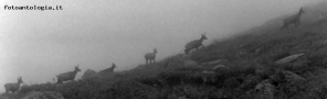 Prossima Foto: in marcia nella nebbia