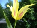 Foto Precedente: tulipano in citt