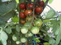 Foto Precedente: pomodori ciliegia
