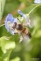 Foto Precedente: ape su fiore...