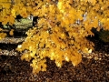 Prossima Foto: Godersi queste giornate di autunno ...