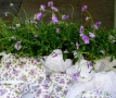 Foto Precedente: le violette