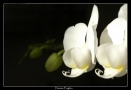 Foto Precedente: Orchidea Bianca