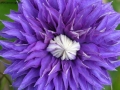 Prossima Foto: fiore viola