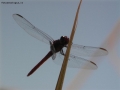 Foto Precedente: libellula