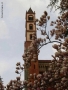 Foto Precedente: Profilo della Basilica di S.Andrea con magnolia
