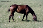 Foto Precedente: Cavallo in val Seriana