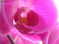 Prossima Foto: Particolare di Orchidea