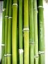 Prossima Foto: bambù