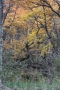 Foto Precedente: foresta patagonica...
