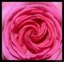 Prossima Foto: Rosa rosa