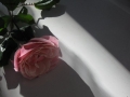 ombra di rose