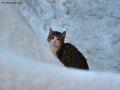 Foto Precedente: "gatto delle nevi"