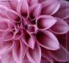 Foto Precedente: geometrie in rosa