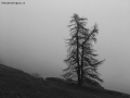 Prossima Foto: solo, nella nebbia