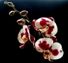 Foto Precedente: phalaenopsis