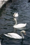 Foto Precedente: Cigni nel lago di Garda