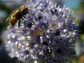 Foto Precedente: Fiore e insetto