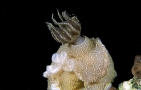 Nudibranco