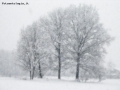 Prossima Foto: Alberi nella neve