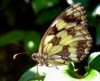Foto Precedente: ...segue serie di farfalle in galleria...