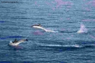 Foto Precedente: Delfini alle Eolie