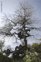 Foto Precedente: l'albero della pioggia