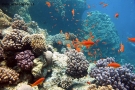 Prossima Foto: panoramica barriera corallina