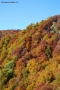 Foto Precedente: i colori d'autunno 6